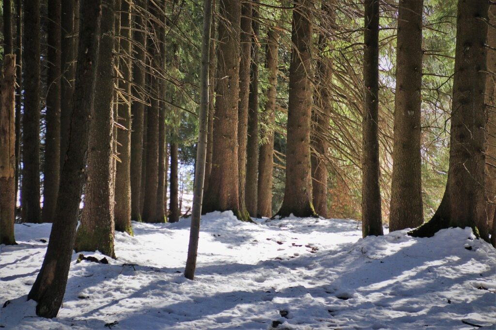 forest, snow, tree-6382587.jpg