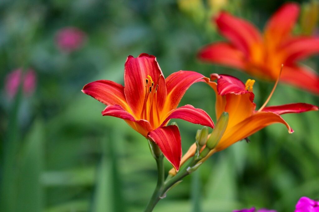 orange day lily, flowers, plant-6389583.jpg